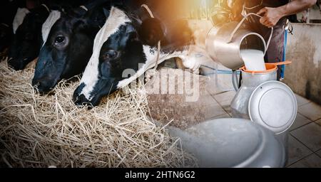 Bovins laitiers et industrie agricole concept, agriculteur versant du lait cru dans un récipient dans une ferme de bovins. Images de Double exposition de Farmer and Dairy Cow, Busi Banque D'Images