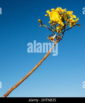 Fleur de Kapok Bush (Cochlospermum fraseri ) Telegraph Hill, East Kimberley Banque D'Images