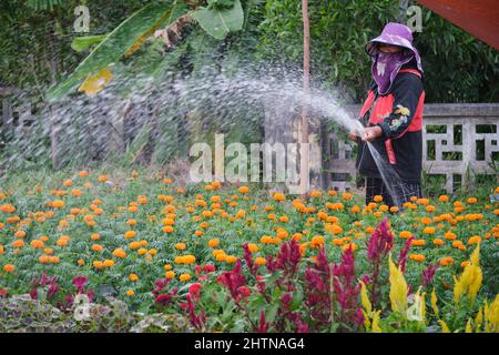 30 janvier 2022, Ho Chi Minh ville, Vietnam, une femme paysanne prend soin des fleurs pour se préparer à la vente à l'occasion de la nouvelle année lunaire vietnamienne Banque D'Images