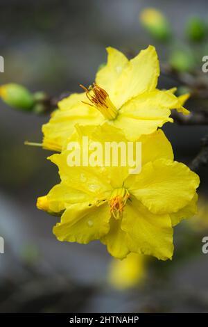Ochna integerrima, manifestation printanière du Vietnam Banque D'Images