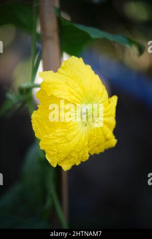 fleur de loofah jaune, belle et brillante Banque D'Images