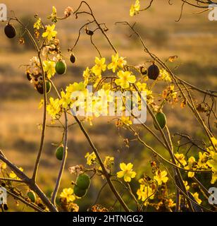 Fleurs et gousses de graines d'un Kapok Bush (Cochlospermum fraseri) , Telegraph Hill, East Kimberley Banque D'Images