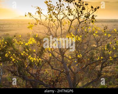 Kapok Bush (Cochlospermum fraseri) , Telegraph Hill, East Kimberley Banque D'Images