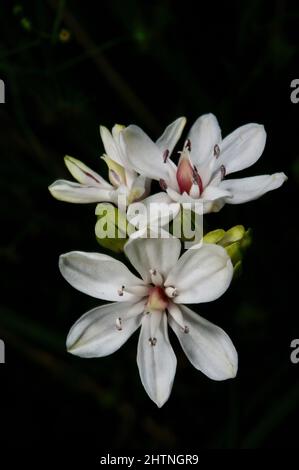 Les Milkmaides (Burchardia umbellata) sont si communs que certaines personnes pensent qu'ils sont des mauvaises herbes - mais très jolies mauvaises herbes! Hochkins Ridge Flora Reserve à Croydon North Banque D'Images