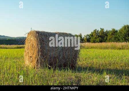 Une balle de foin sec jaune repose sur un champ d'herbe verte fraîche. En arrière-plan se trouve un ciel bleu. Stock de foin pour l'hiver pour nourrir le bétail Banque D'Images