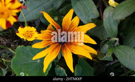 Une fleur jaune-brune se rapproche du fond du feuillage vert et de petites inflorescences Banque D'Images