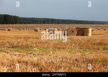 Des piles tordues de paille dorée se trouvent sur un champ fauchée. Banque D'Images