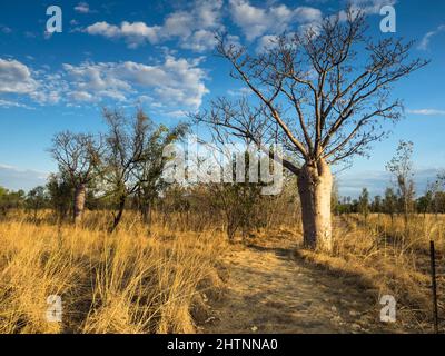 Boab Trees (Adansonia gregorii) le long d'une piste de station, Parry lagons. East Kimberley Banque D'Images