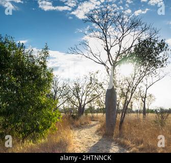 Boab Trees (Adansonia gregorii) le long d'une piste de station, Parry lagons. East Kimberley Banque D'Images