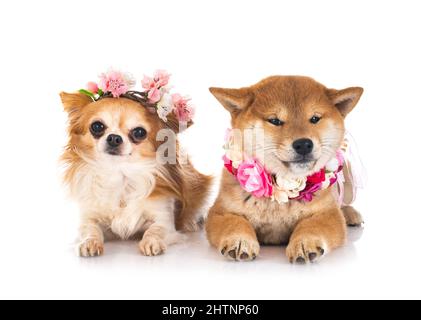 Shiba Inu et chihuahua in front of white background Banque D'Images