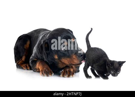 le rottweiler et le chaton ont été rerouges devant un fond blanc Banque D'Images