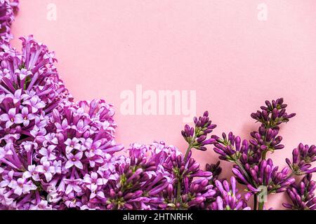 Bordure des branches florissant du lilas sur fond rose avec espace de copie pour votre texte. Concept Hello Spring, modèle de jour pour femme pour le design, greetin Banque D'Images