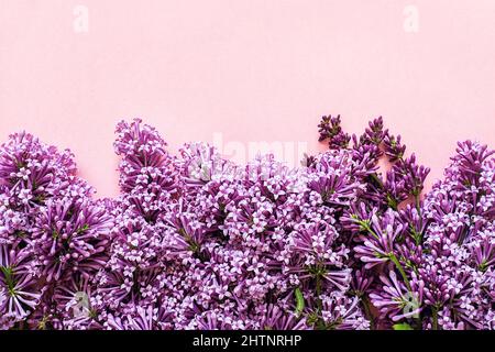 Bordure des branches florissant du lilas sur fond rose avec espace de copie pour votre texte. Concept Hello Spring, modèle de jour pour femme pour le design, greetin Banque D'Images