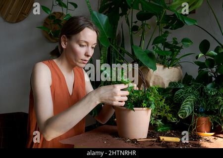 Une jardinière féminine portant une robe orange à la maison transplantant des plantes dans de nouveaux pots. Jardinage, plantation de fleurs et métier de fleuriste concept. Banque D'Images