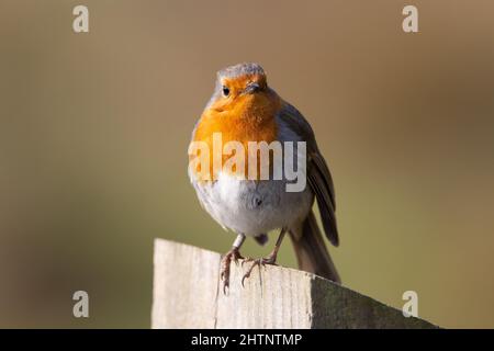 Un seul robin européen (erithacus rubecula) perché au sommet d'un poste de clôture isolé sur un fond naturel Banque D'Images