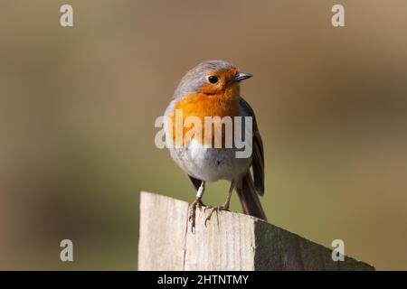 Un seul robin européen (erithacus rubecula) perché au sommet d'un poste de clôture isolé sur un fond brun naturel Banque D'Images