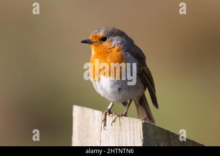 Un seul robin européen (erithacus rubecula) perché au sommet d'un poste de clôture isolé sur un fond vert naturel Banque D'Images