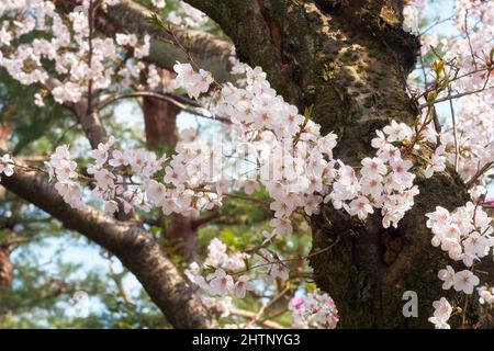 La vue des fleurs blanches délicates de sakura sur le fond de l'ancien tronc d'arbre. Le festival du hanami de printemps au Japon Banque D'Images