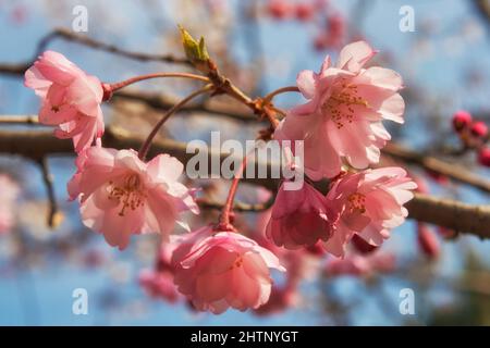 La vue des fleurs doubles rose foncé du cultivar de cerise sakura Kanzan s'est développée dans la période Edo, sur fond bleu ciel. Japon Banque D'Images