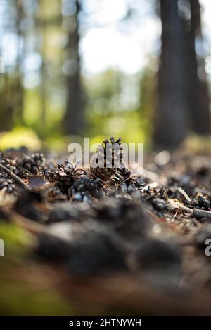 La masse de la forêt couverte de cônes - Tas de pommes de pin sur le sol Banque D'Images