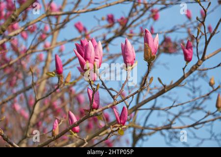 La vue du magnifique magnolia japonais violet (Magnolia liiflora) s'épanouissent sur le fond bleu du ciel au printemps. Japon Banque D'Images