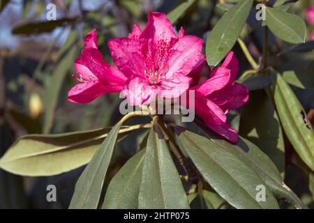 La floraison le rhododendron commun (Rhododendron ponticum). Japon Banque D'Images