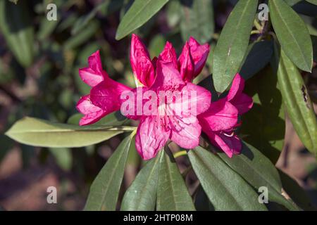 La floraison le rhododendron commun (Rhododendron ponticum). Japon Banque D'Images