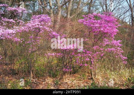 La vue sur le Rhododendron pourpre fleuri dans la forêt japonaise. Japon Banque D'Images