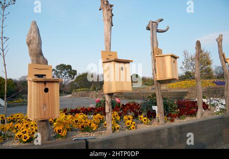 Les maisons d'oiseaux en bois et les pansies à fleurs (Viola tricolor) dans le zoo et le jardin botanique de Higashiyama. Nagoya. Japon Banque D'Images