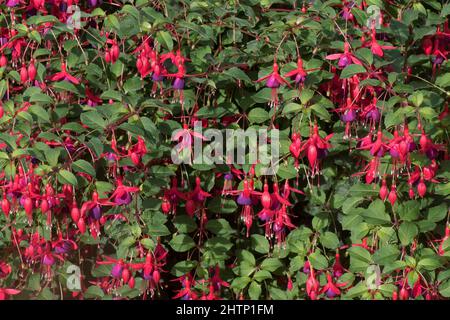 Arbuste avec des fleurs fuschia rouge et mauve pendantes fleurs suspendues avec style anthères et prolongée au-delà de la corolle, Septembre Banque D'Images