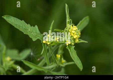 Moutarde à haies (Sisymbrium officinale) Brassicaceae à fleurs jaunes terres arables et herbe de jardin, Berkshire, juin Banque D'Images