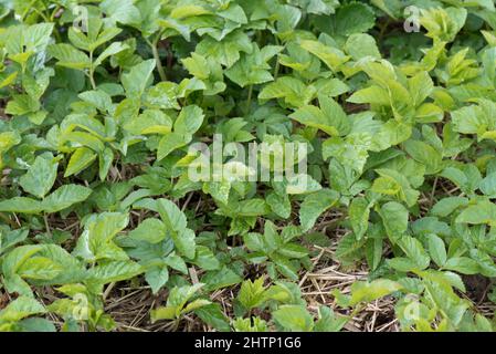 Feuilles de l'aîné (Aepopodium podagraria) provenant de rhizomes fragmentés dans un lit de fleurs cultivées, Berkshire, mai Banque D'Images