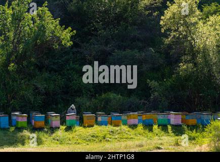 ruches colorées et apiculteur obtenant du miel. Banque D'Images
