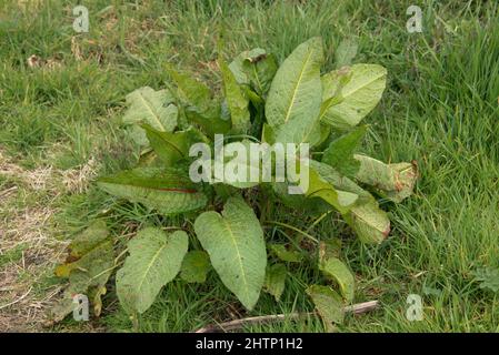 Cale à feuilles larges (Rumex obtusifolius) plante boostée à fleurs dans un pâturage brut, Berkshire, avril Banque D'Images