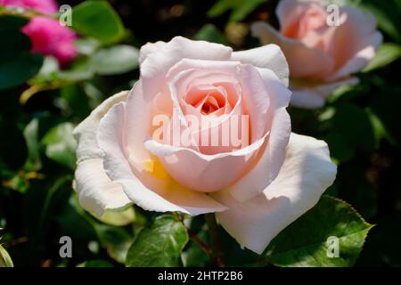 Une magnifique grande rose couleur pêche dans le soleil italien chaud du Tyrol du Sud (Merano, Parcines, Tyrol du Sud) Banque D'Images