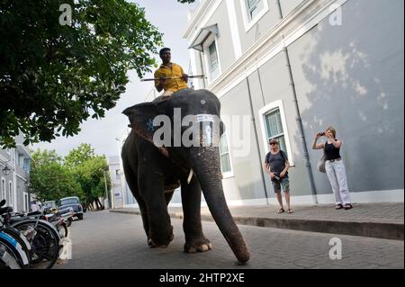 PONDICHÉRY, Inde - juillet 2016 : l'éléphant Lakshmi se rendant au temple de Manakula Vinayagar dans la ville blanche de Pondichéry. Banque D'Images