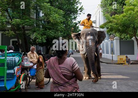 PONDICHÉRY, Inde - juillet 2016 : l'éléphant Lakshmi se rendant au temple de Manakula Vinayagar dans la ville blanche de Pondichéry. Banque D'Images