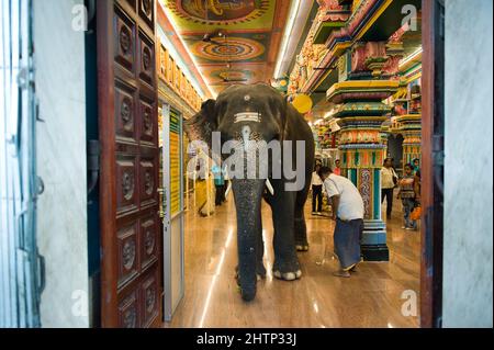 PONDICHÉRY, Inde - juillet 2016 : l'éléphant Lakshmi à l'intérieur du temple de Manakula Vinayagar, dans la ville blanche de Pondichéry. Banque D'Images