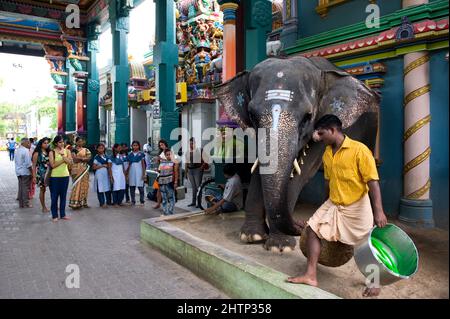 PONDICHÉRY, Inde - juillet 2016 : l'éléphant Lakshmi au temple de Manakula Vinayagar, dans la ville blanche de Pondichéry. Elle y est enchaînée pour bénir p Banque D'Images