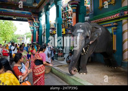 PONDICHÉRY, Inde - juillet 2016 : l'éléphant Lakshmi au temple de Manakula Vinayagar, dans la ville blanche de Pondichéry. Elle y est enchaînée pour bénir p Banque D'Images