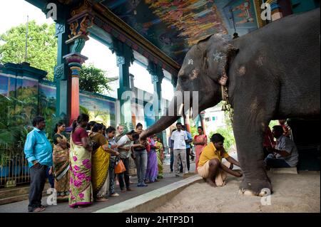 PONDICHÉRY, Inde - juillet 2016 : l'éléphant Lakshmi au temple de Manakula Vinayagar, dans la ville blanche de Pondichéry. Elle y est enchaînée pour bénir p Banque D'Images