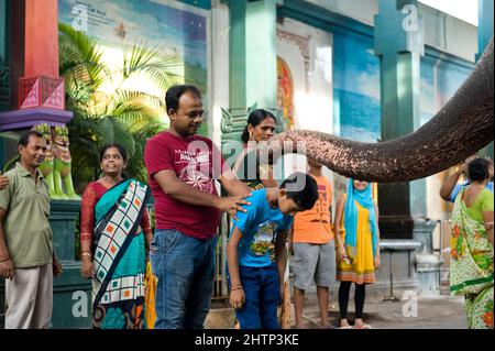 PONDICHÉRY, Inde - juillet 2016 : l'éléphant Lakshmi au temple de Manakula Vinayagar, dans la ville blanche de Pondichéry. Elle y est enchaînée pour bénir p Banque D'Images