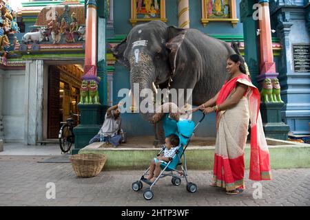 PONDICHÉRY, Inde - juillet 2016 : l'éléphant Lakshmi au temple de Manakula Vinayagar, dans la ville blanche de Pondichéry. Elle y est enchaînée pour bénir p Banque D'Images