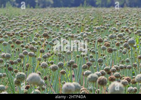 Champ de plantes d'oignon en fleur cultivé pour produire des graines d'oignon. Banque D'Images