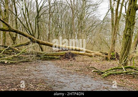 Dommages causés par la tempête Eunice en février 2022 dans la forêt de Kralingse Bos à Rotterdam, aux pays-Bas, avec plusieurs branches bloquant l'une des pédales Banque D'Images