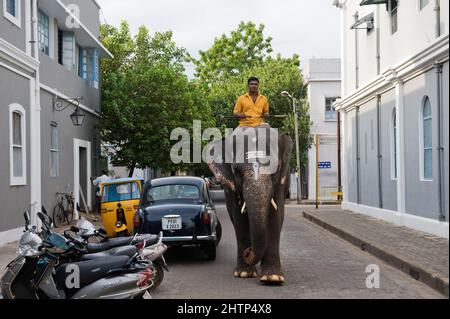 PONDICHÉRY, Inde - juillet 2016 : l'éléphant Lakshmi se rendant au temple de Manakula Vinayagar dans la ville blanche de Pondichéry. Banque D'Images