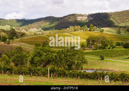 Vignobles pittoresques dans la Hunter Valley - Mount View, Nouvelle-Galles du Sud, Australie Banque D'Images