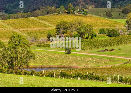 Vignobles pittoresques dans la Hunter Valley - Mount View, Nouvelle-Galles du Sud, Australie Banque D'Images