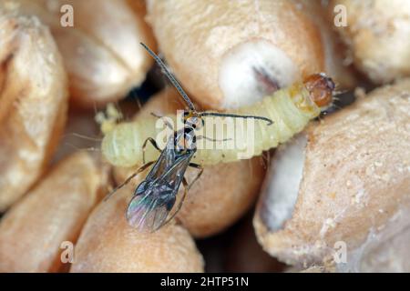 Habrobracon Hebetor est une petite guêpe de la famille des Braconidae qui est un ectoparasitoïde de la teigne d'Indianmeal (Plodia interpunctella). Banque D'Images