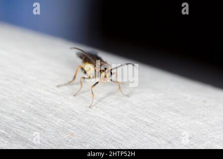 Habrobracon Hebetor est une petite guêpe de la famille des Braconidae qui est un ectoparasitoïde de la teigne d'Indianmeal (Plodia interpunctella). Banque D'Images